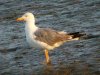 Yellow-legged Gull at Two Tree Island (Steve Arlow) (160779 bytes)